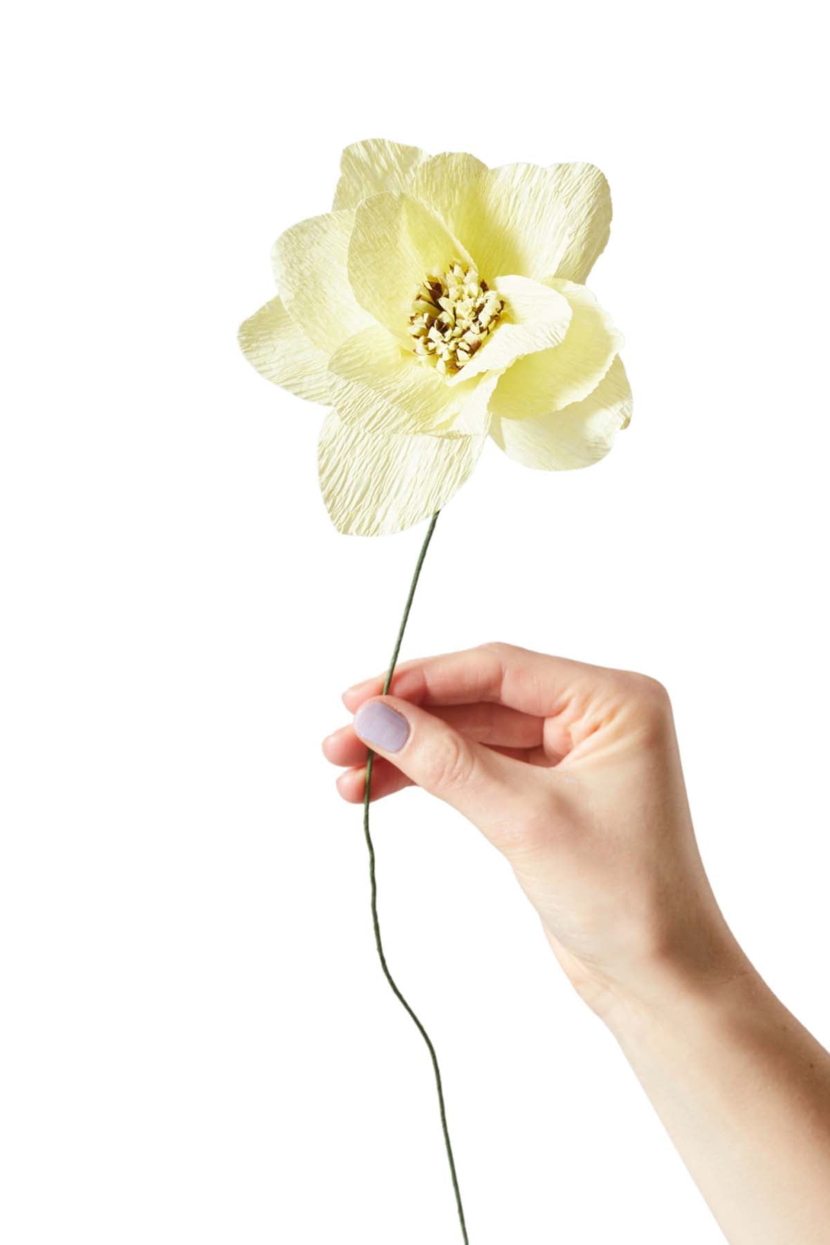 Dahlia Papirblomst - Gul